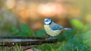 Come impedire che gli uccelli sporchino i mobili da giardino
