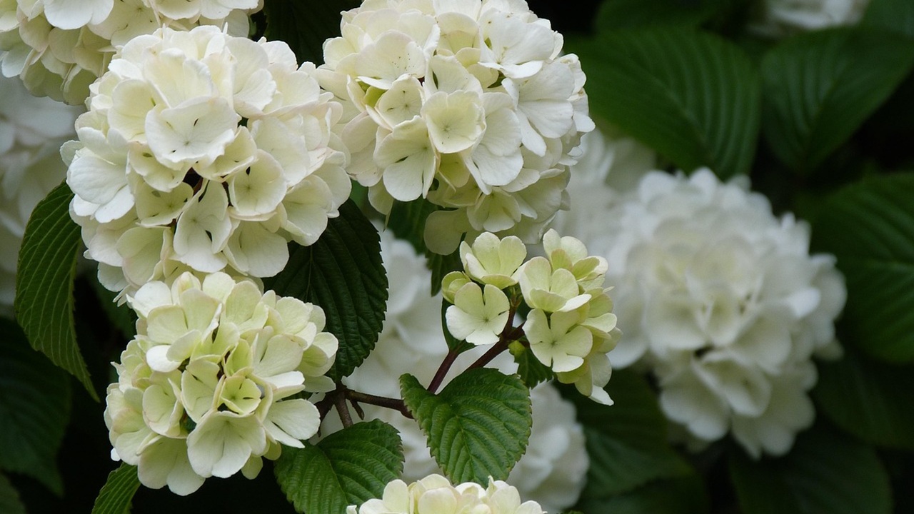Viburnum opulus