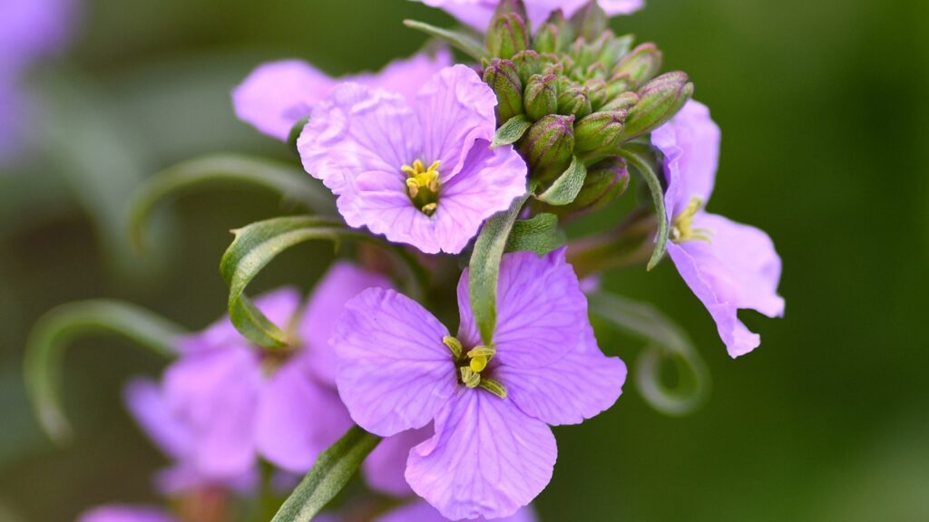 Violaciocca: come coltivare con successo la Matthiola, fiore viola adatto ai giardini rocciosi