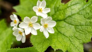 Diphylleia grayi: mini guida alla coltivazione pratica del fiore scheletro