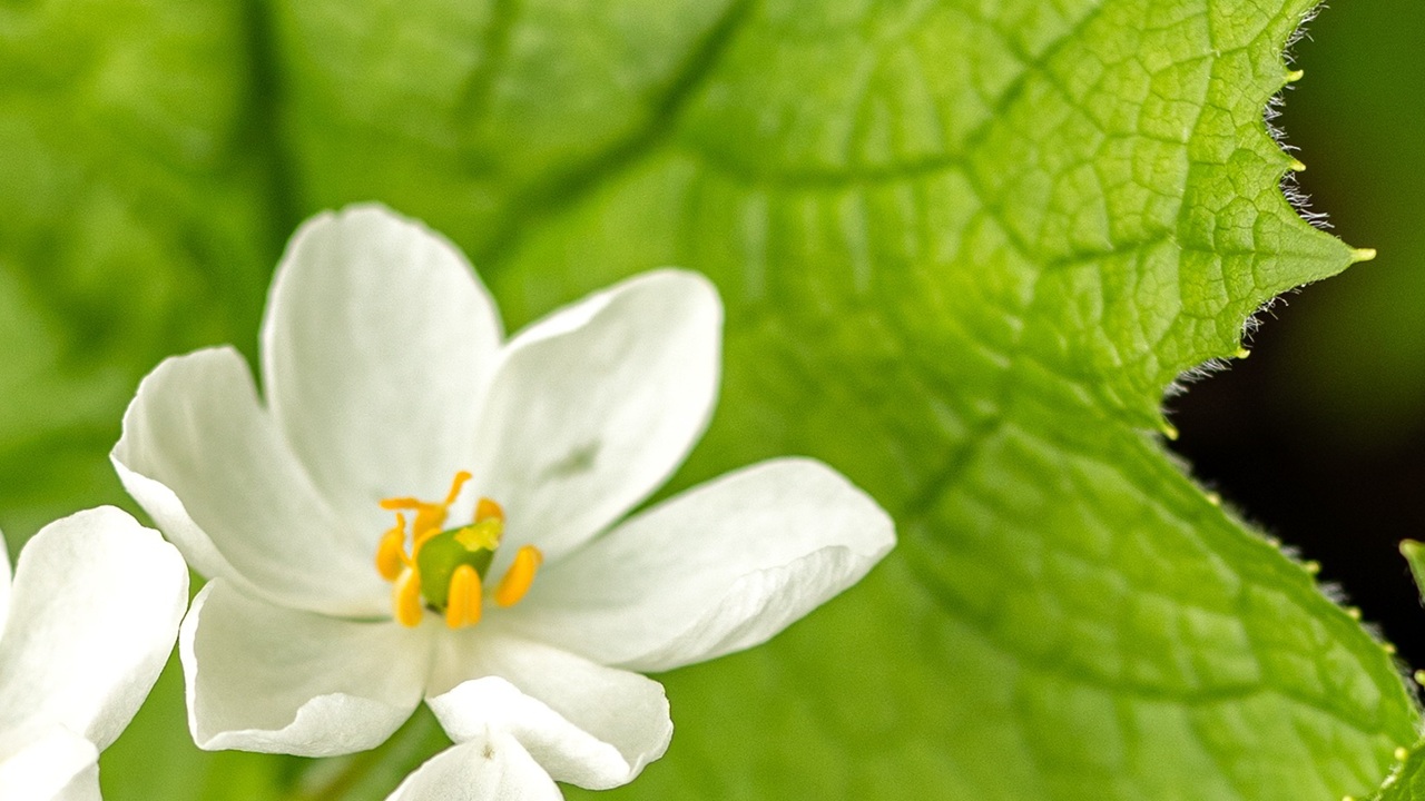 diphylleia grayi fiore
