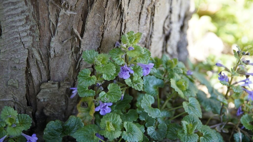Glechoma hederacea: come sbarazzarsi facilmente dell’edera terrestre
