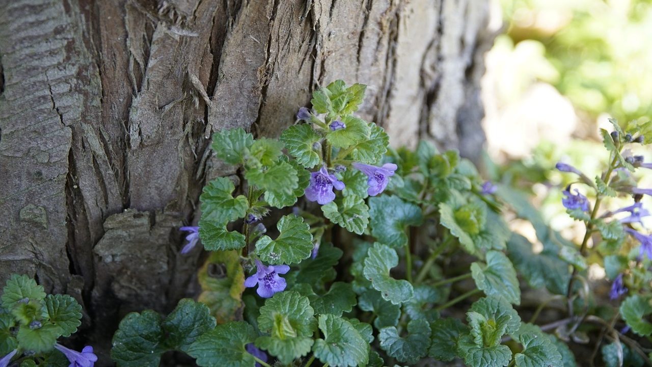 glechoma hederacea