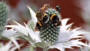 Che cos’è l’impollinazione tramite ronzio? E cosa c’entrano i bombi?