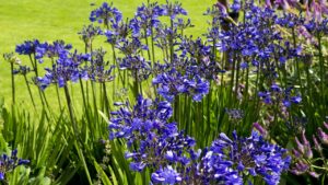 5 piante fiorite resistenti al caldo e che sostituiranno le ortensie