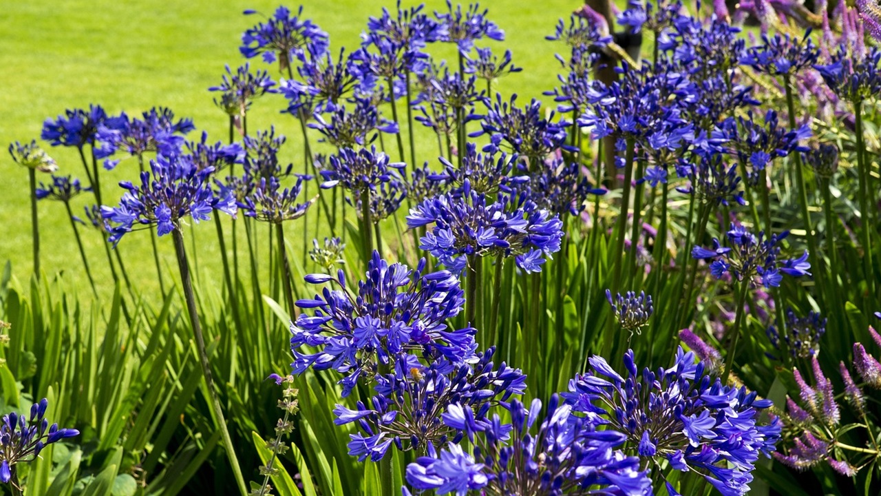 caldo agapanthus