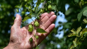 Carenze nutrizionali: come riconoscerle e porvi rimedio