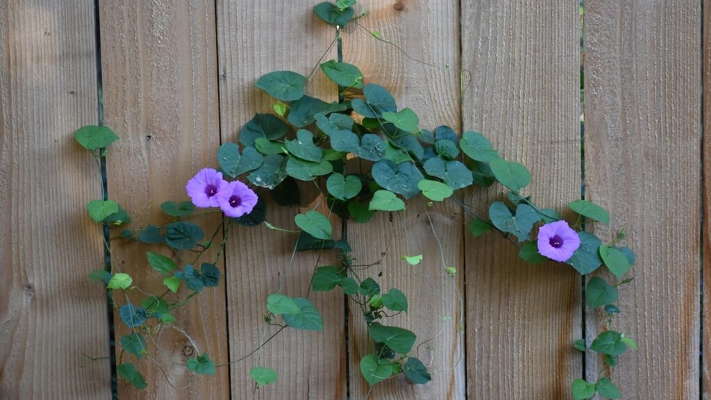 Come eliminare il convolvolo dal giardino?