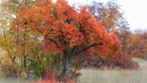 Cotinus coggygria: tutto quello che volevate sapere sulla coltivazione dell’albero della nebbia