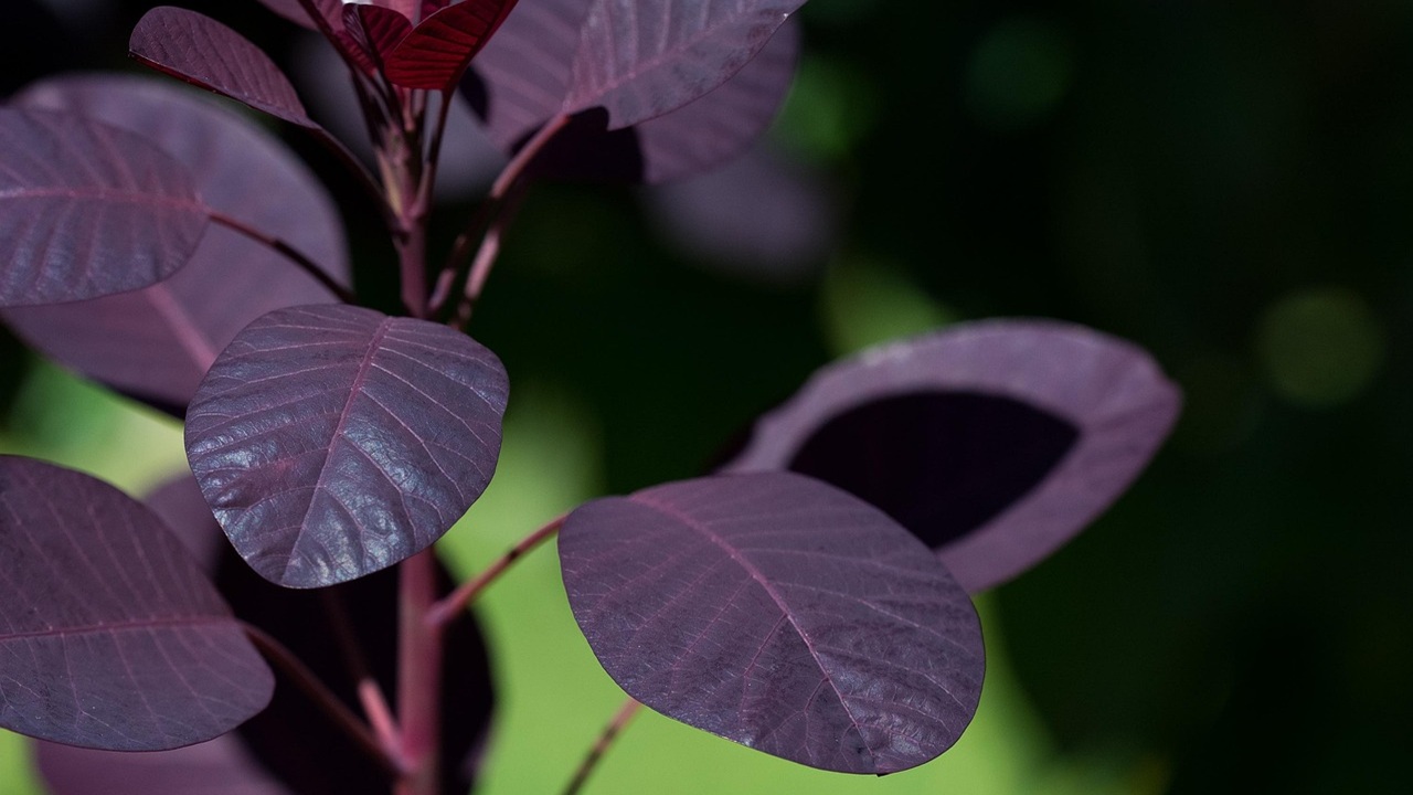 cotinus foglie