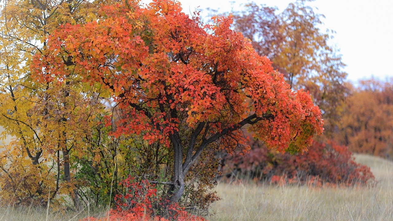 cotinus
