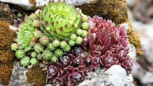 Elmintosporiosi: sintomi della malattia fungina nemica delle piante succulente