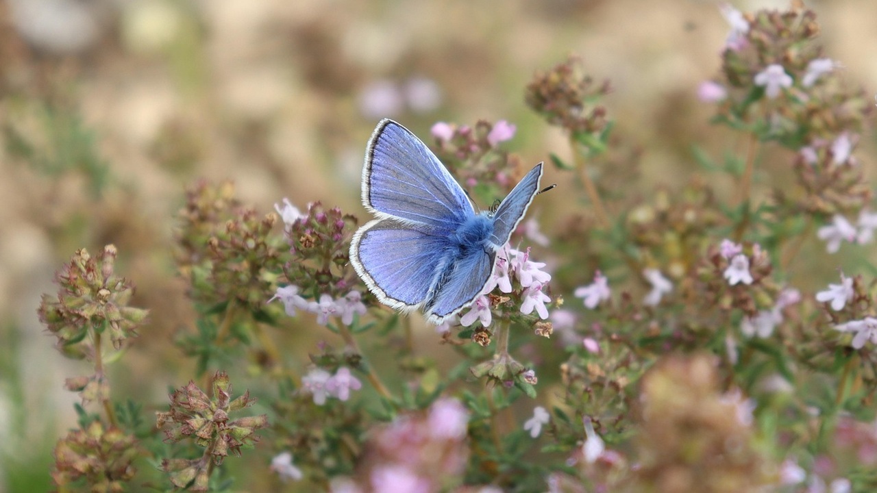 erbe aromatiche timo
