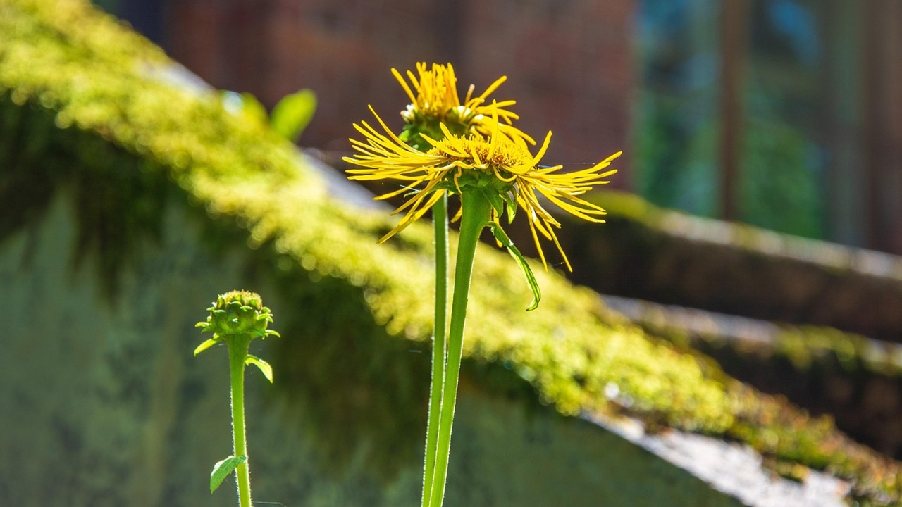 fiori cemento