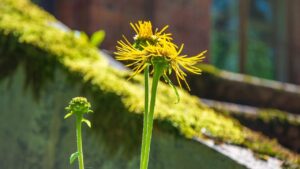Quali sono i fiori che riescono a spuntare anche fra il cemento?