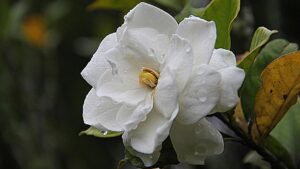 5 piante che emanano profumo di notte
