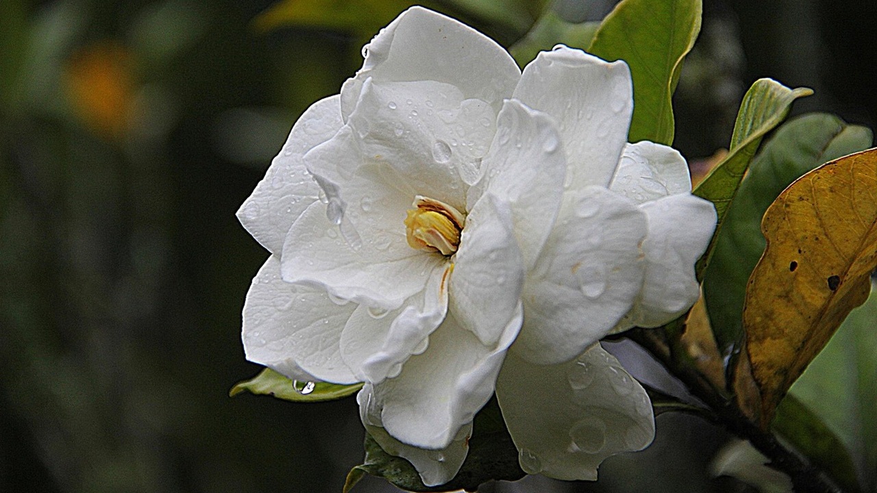 fiori profumano notte gardenia