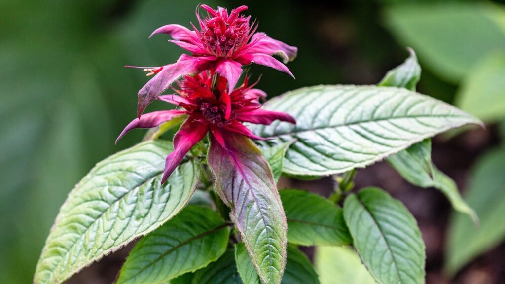 5 fiori selvatici che attirano gli uccelli in giardino