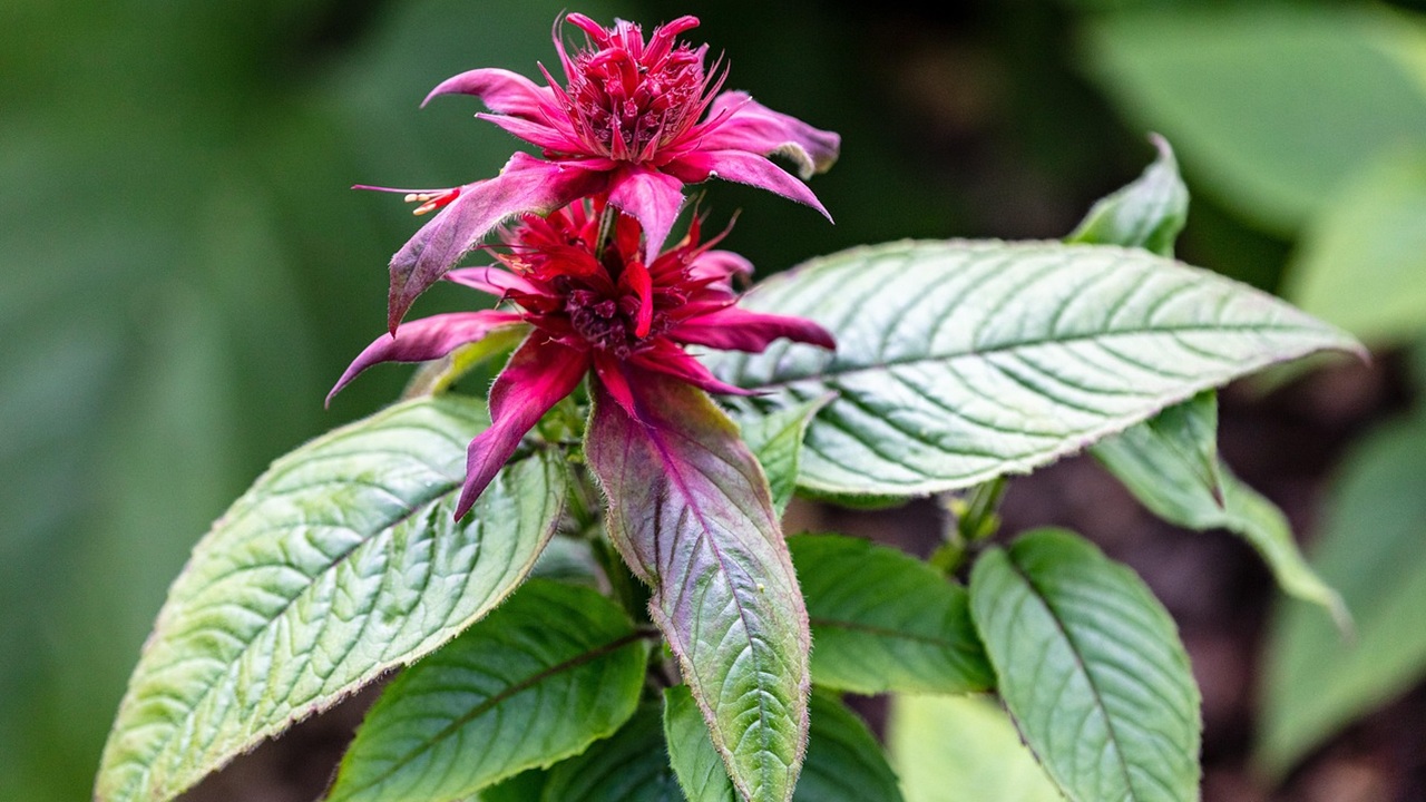 fiori selvatici bergamotto