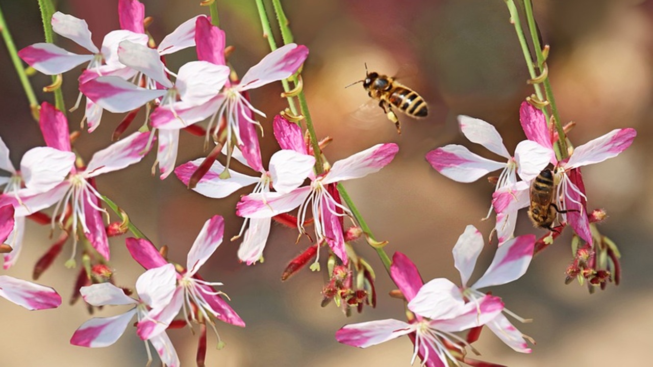gaura ondate calore