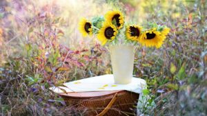 Girasoli recisi: come farli durare a lungo in vaso?