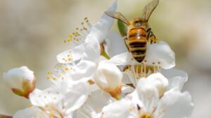 7 errori da non fare se volete avere il giardino pieno di impollinatori
