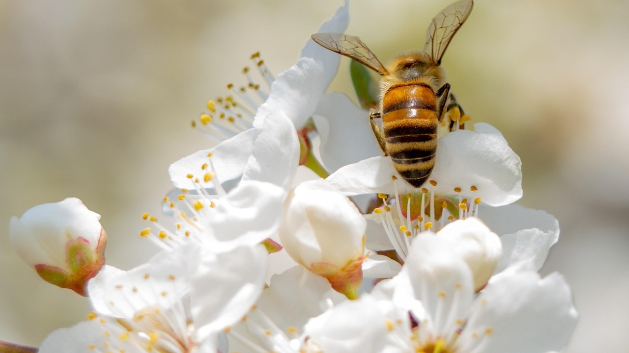 impollinatori