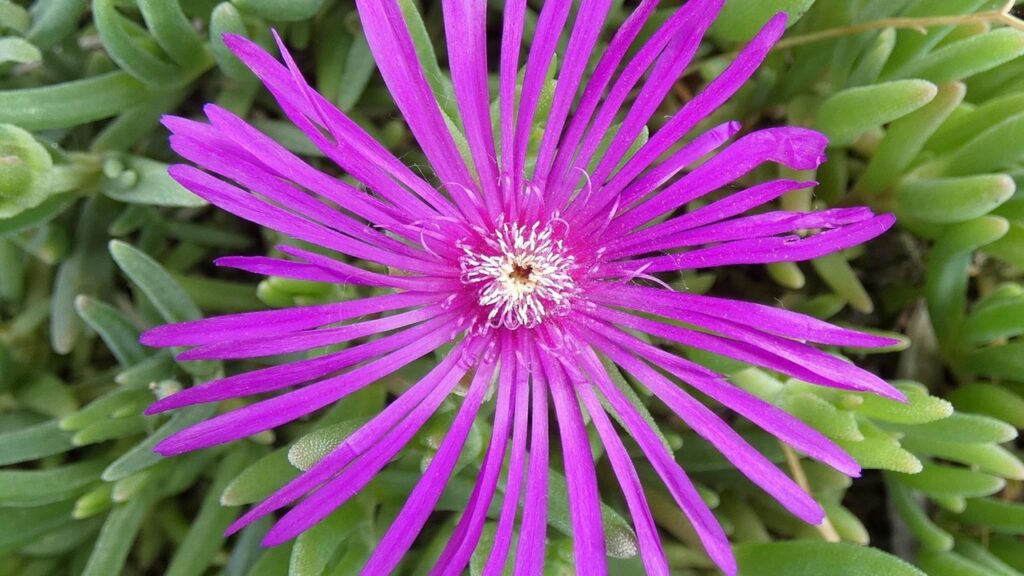 Lampranthus: come coltivare queste piante succulente con fiori coloratissimi