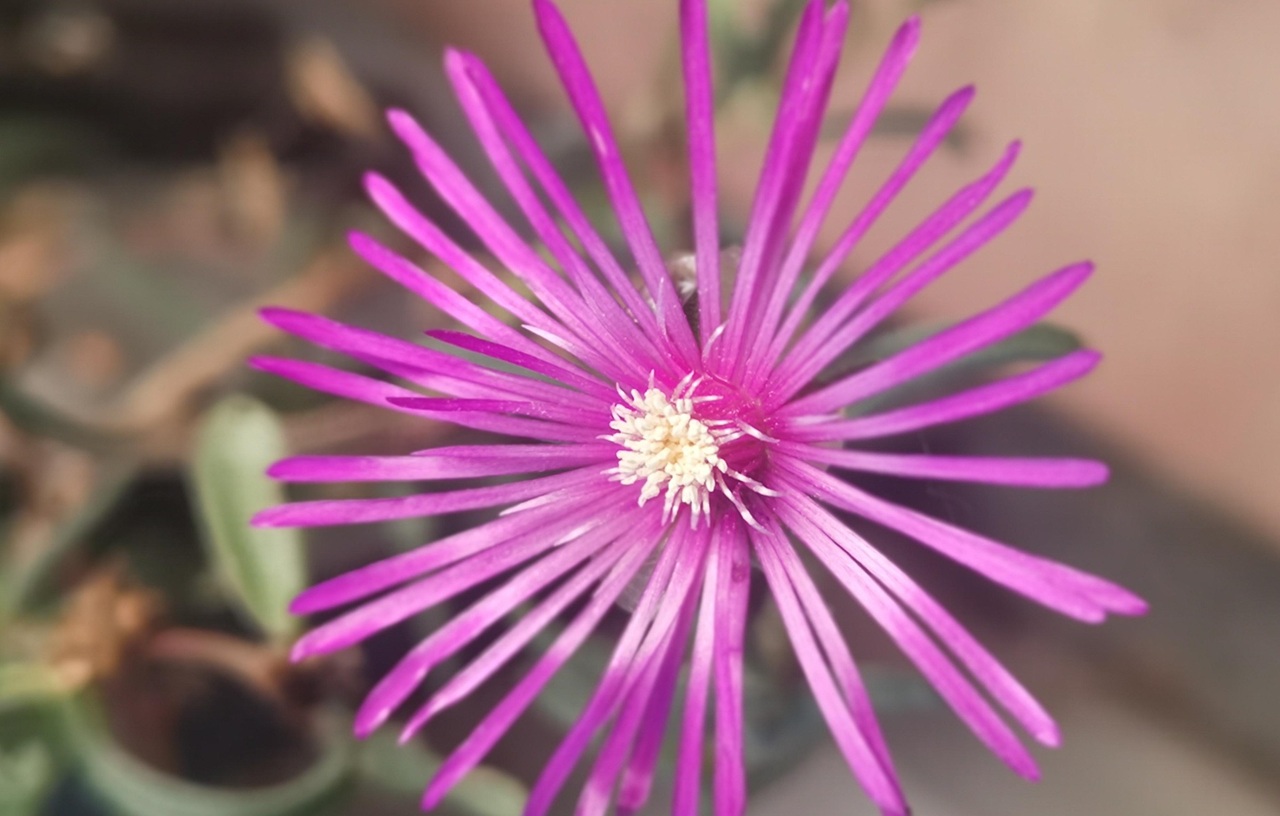 lampranthus fiore
