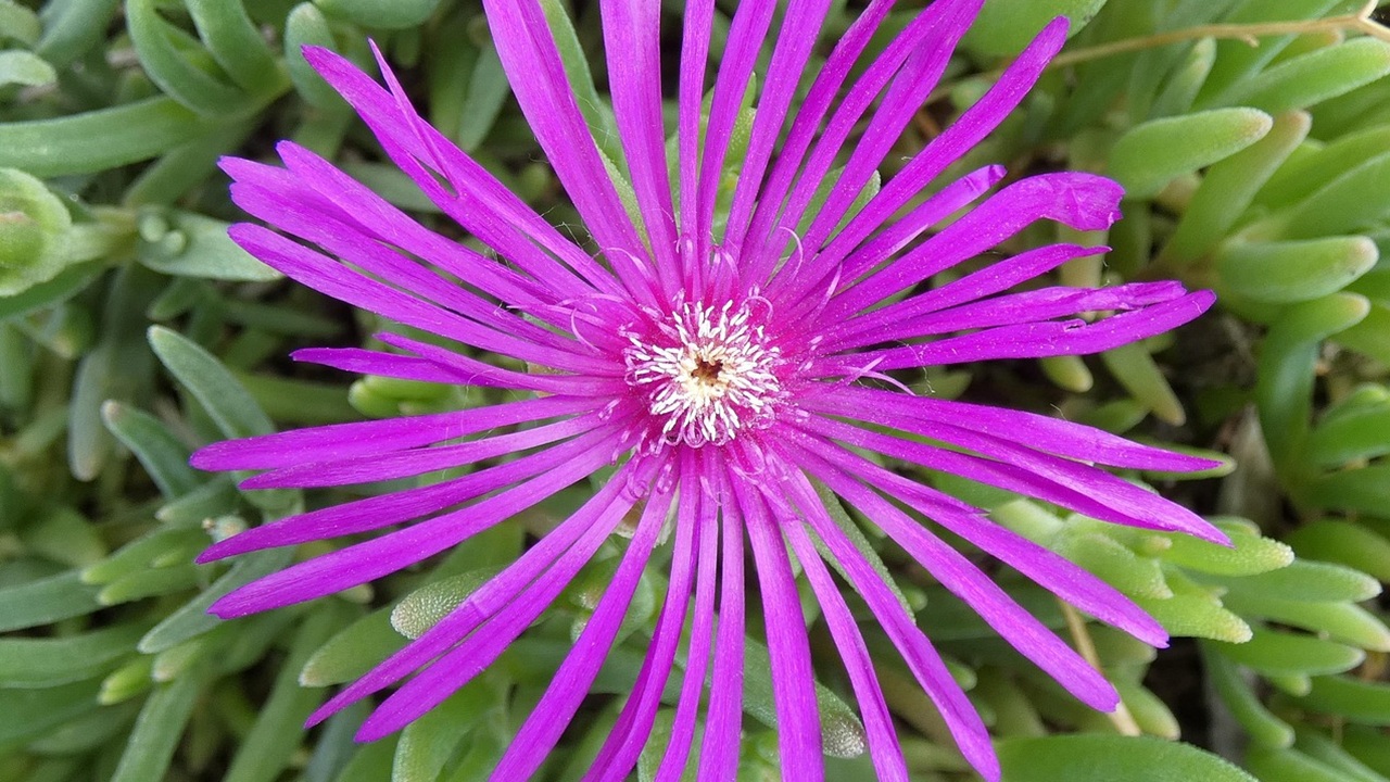 lampranthus