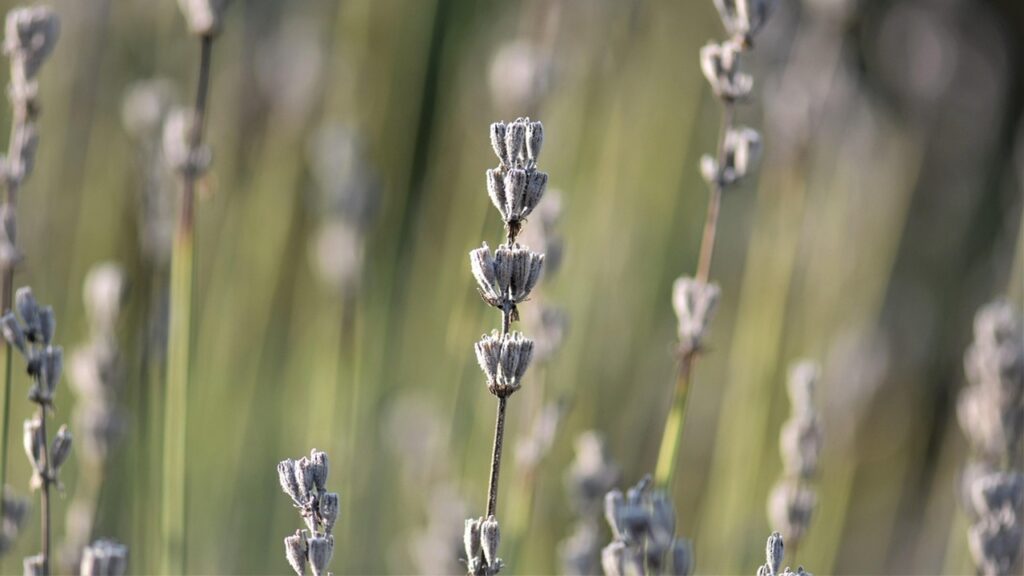 La lavanda sta diventando marrone a causa del caldo? Succede per 2 motivi