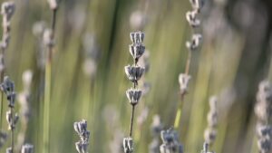 La lavanda sta diventando marrone a causa del caldo? Succede per 2 motivi