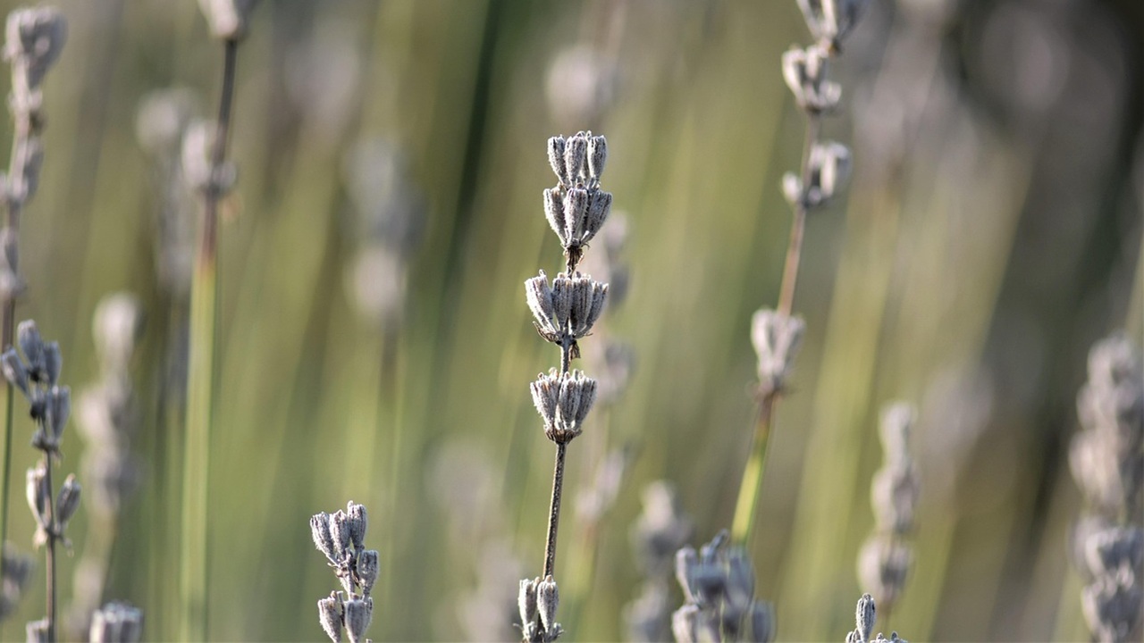 lavanda marrone