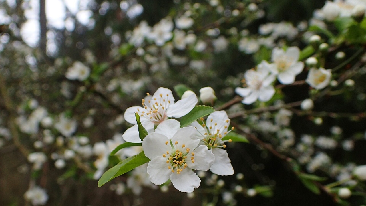 mele selvatiche fiore