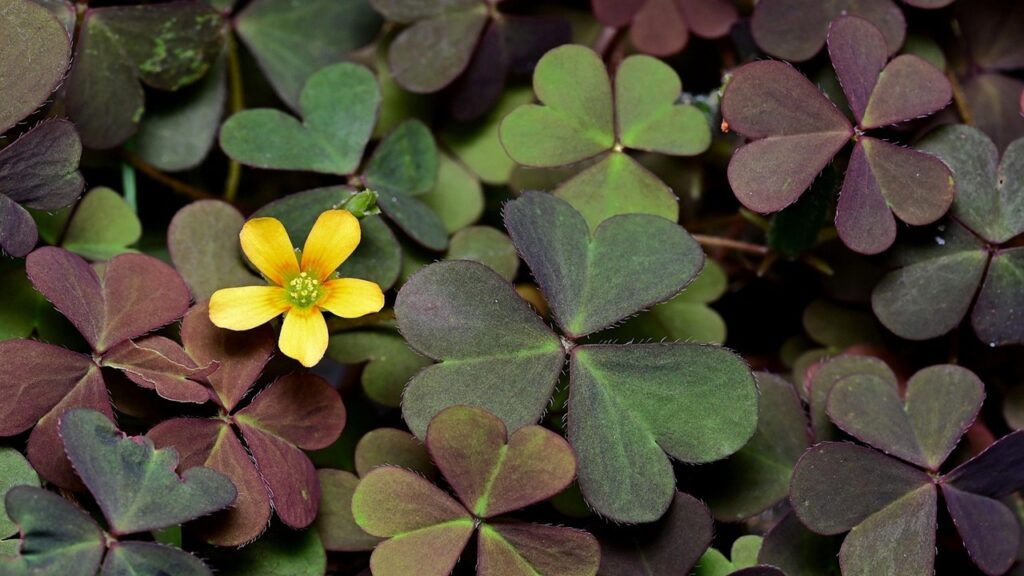 Oxalis corniculata: come rimuovere l’acetosella dal giardino?