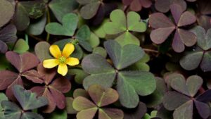 Oxalis corniculata: come rimuovere l’acetosella dal giardino?
