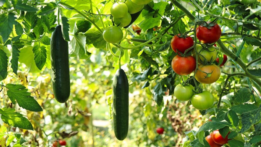 Pomodori e cetrioli sembrano sani, ma non crescono? Ecco 8 possibili motivi (e soluzioni)