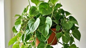 Le foglie del pothos stanno perdendo la loro elasticità? Attenzione a non fare questo errore