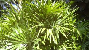 Rhapis excelsa: trucchi e segreti per coltivare anche in casa la palma Lady