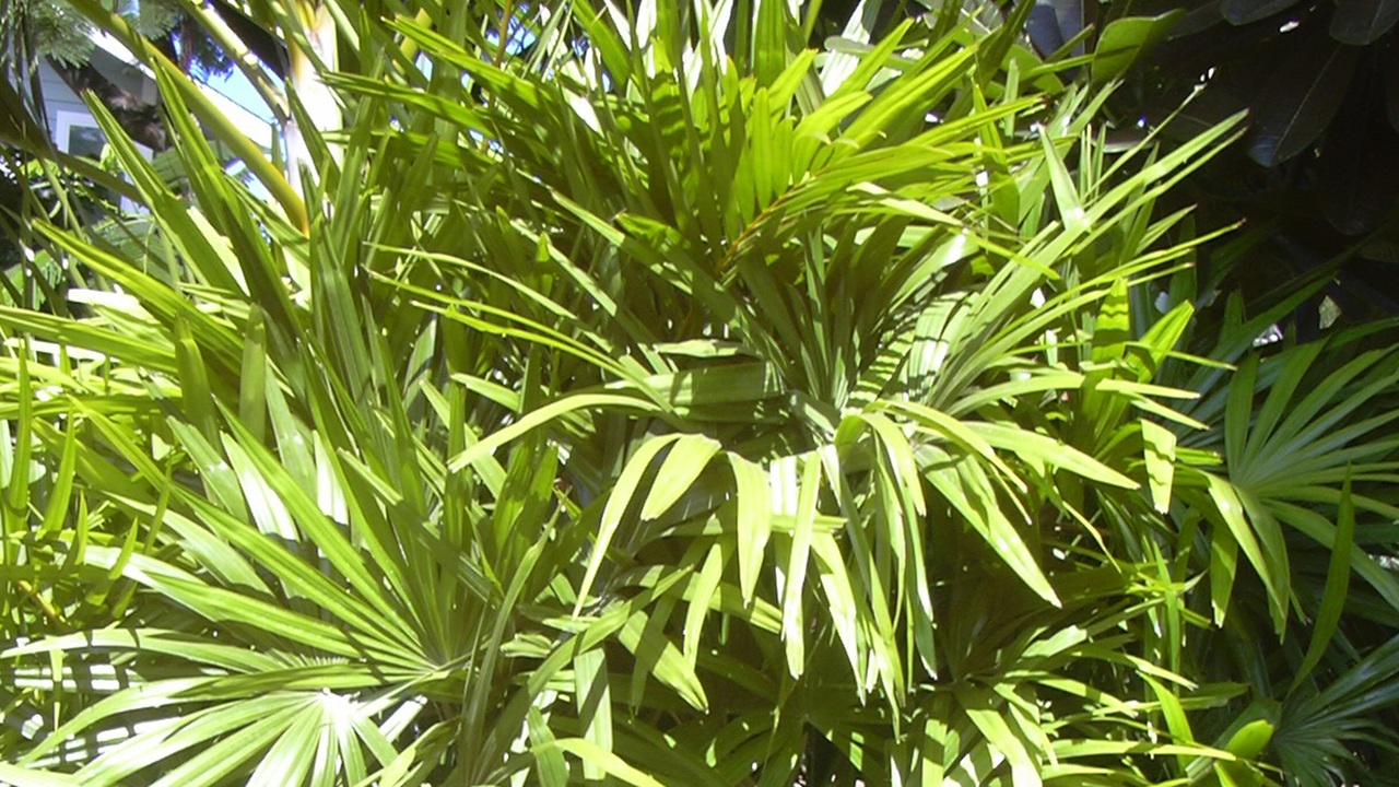 rhapis excelsa