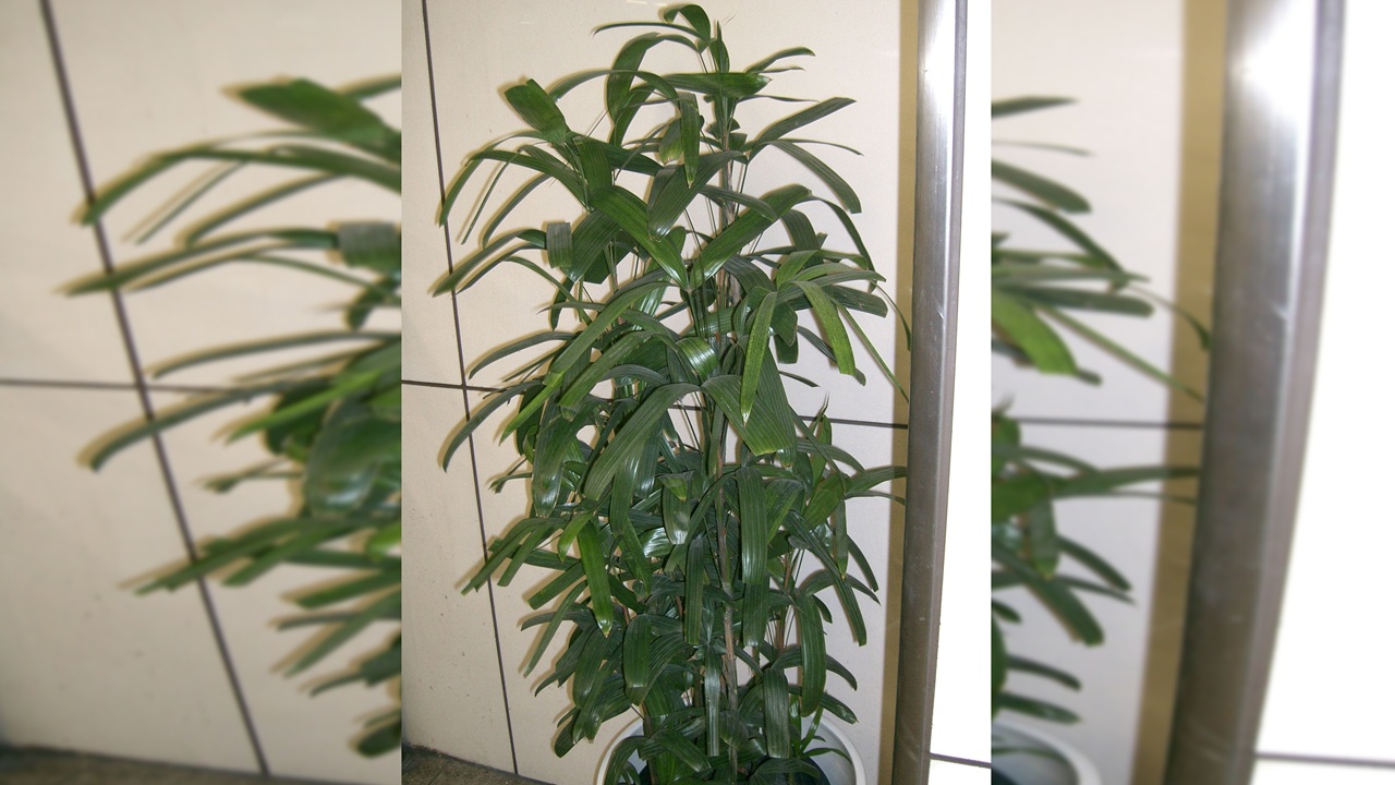 rhapis