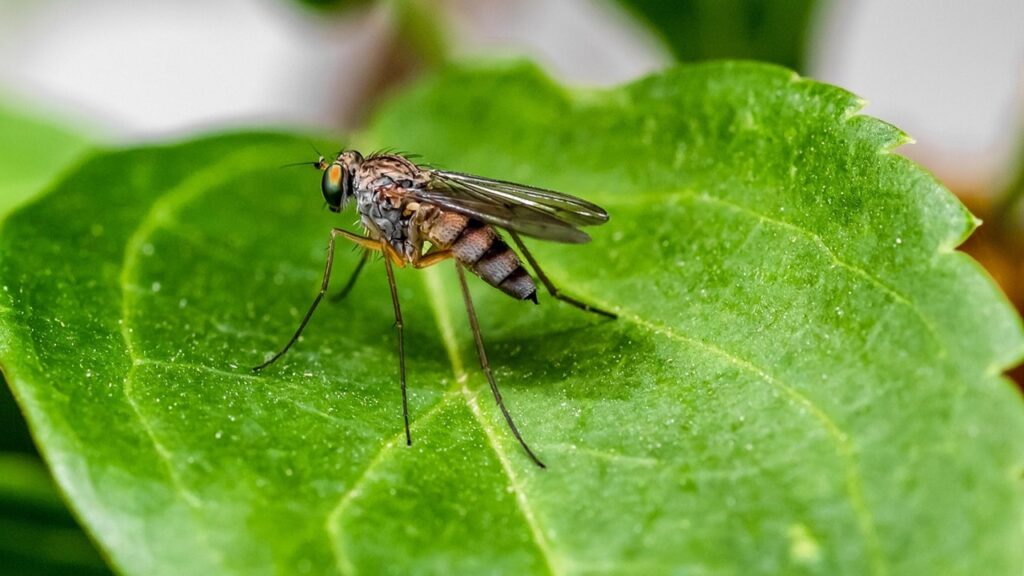 Piante anti zanzare: il vero effetto contro questi insetti