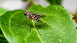 Piante anti zanzare: il vero effetto contro questi insetti